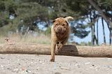 SHAR-PEI 242